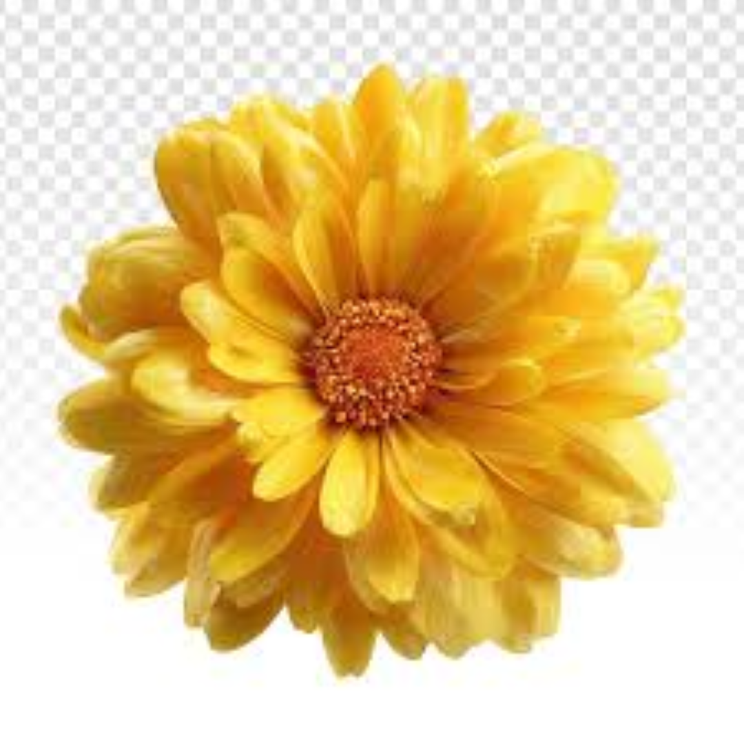 6 SPARKLE DAISY BRONZE